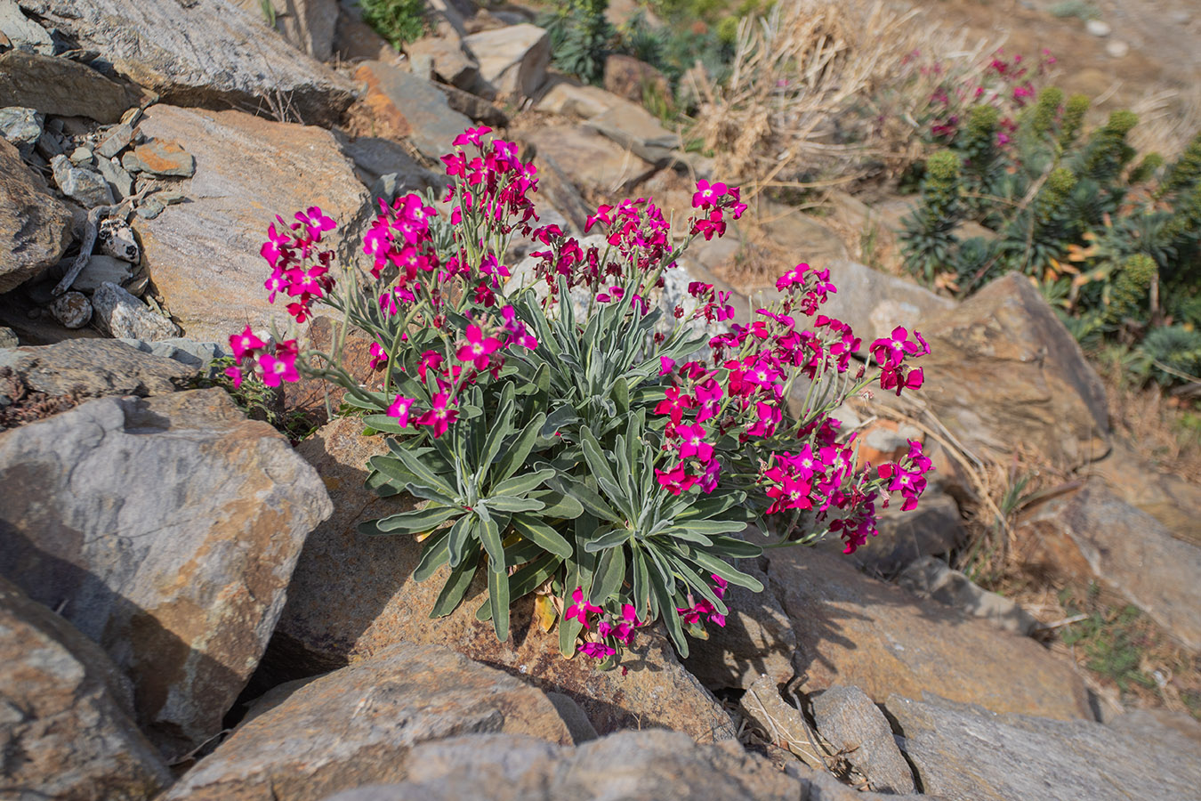 Изображение особи Matthiola incana.