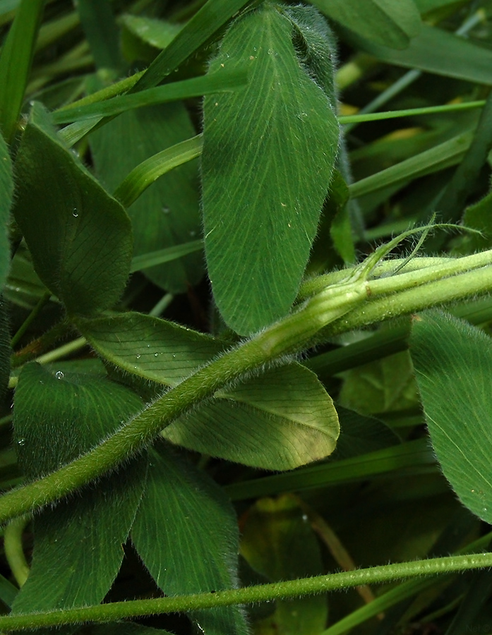 Image of Trifolium trichocephalum specimen.