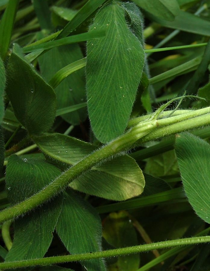 Изображение особи Trifolium trichocephalum.