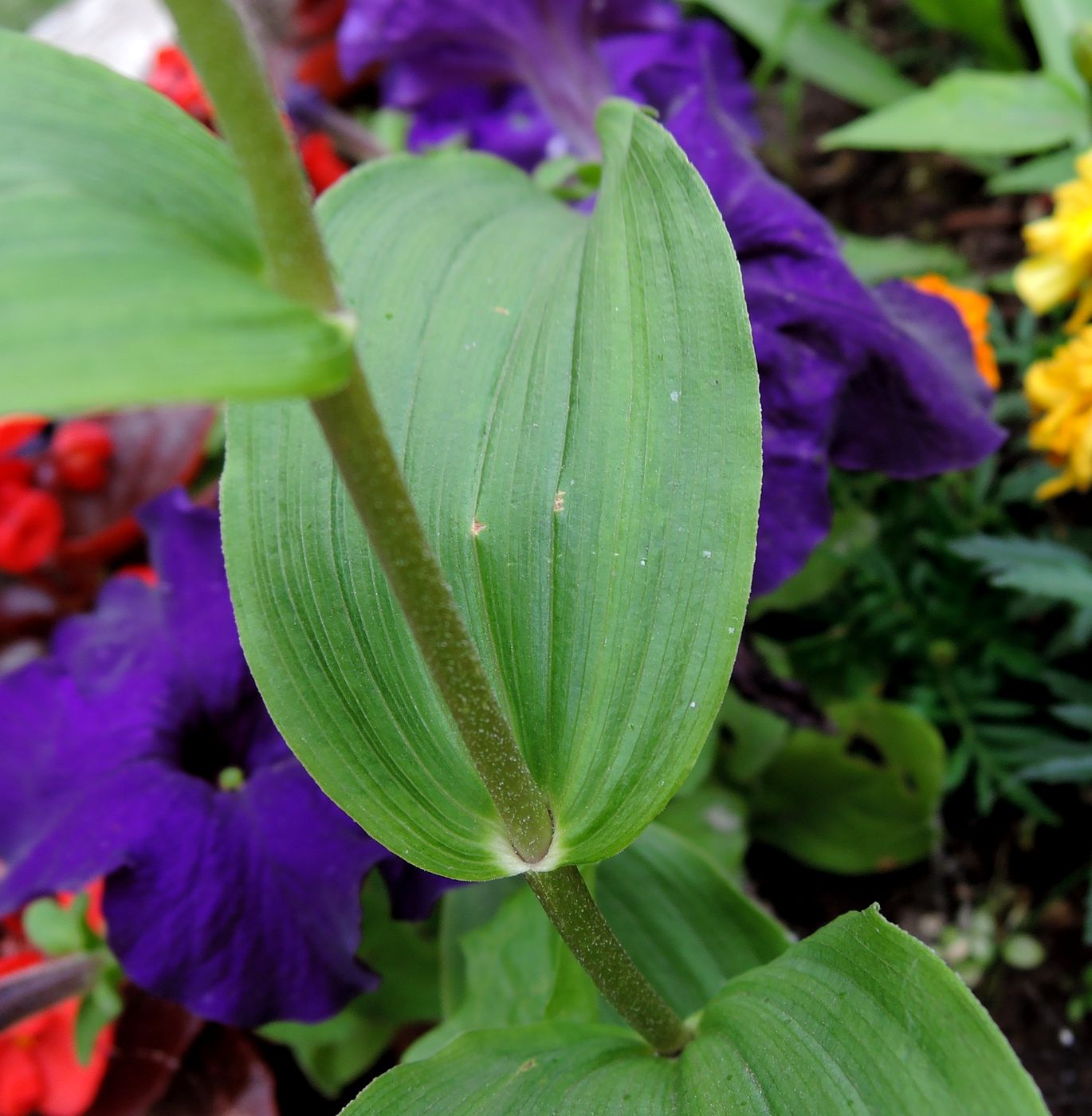 Изображение особи Epipactis helleborine.