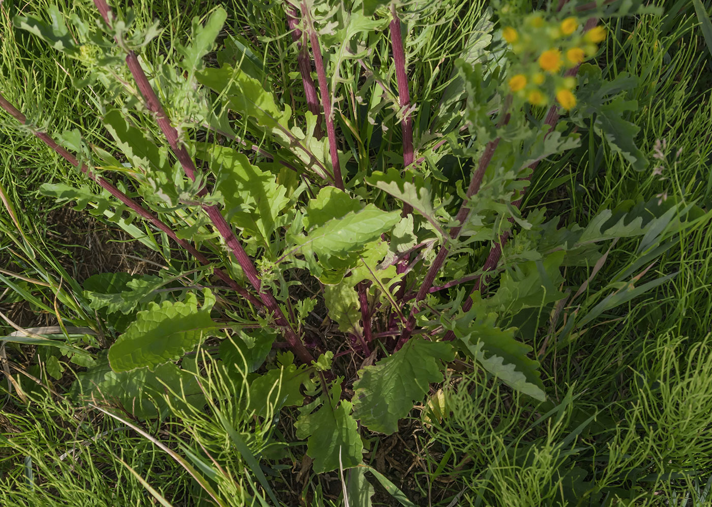 Изображение особи Senecio jacobaea.