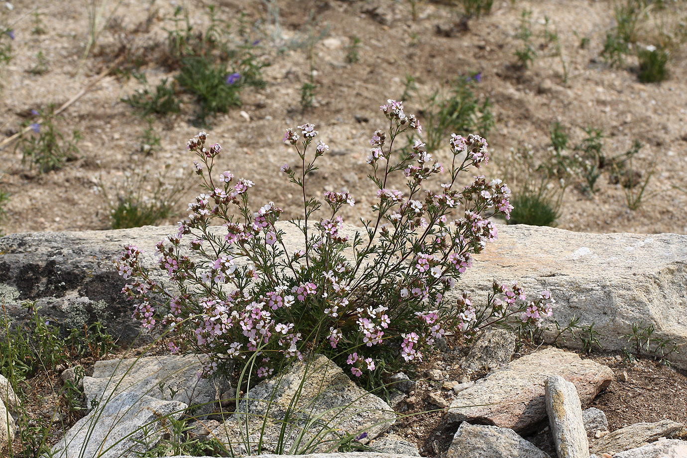 Image of Chamaerhodos grandiflora specimen.