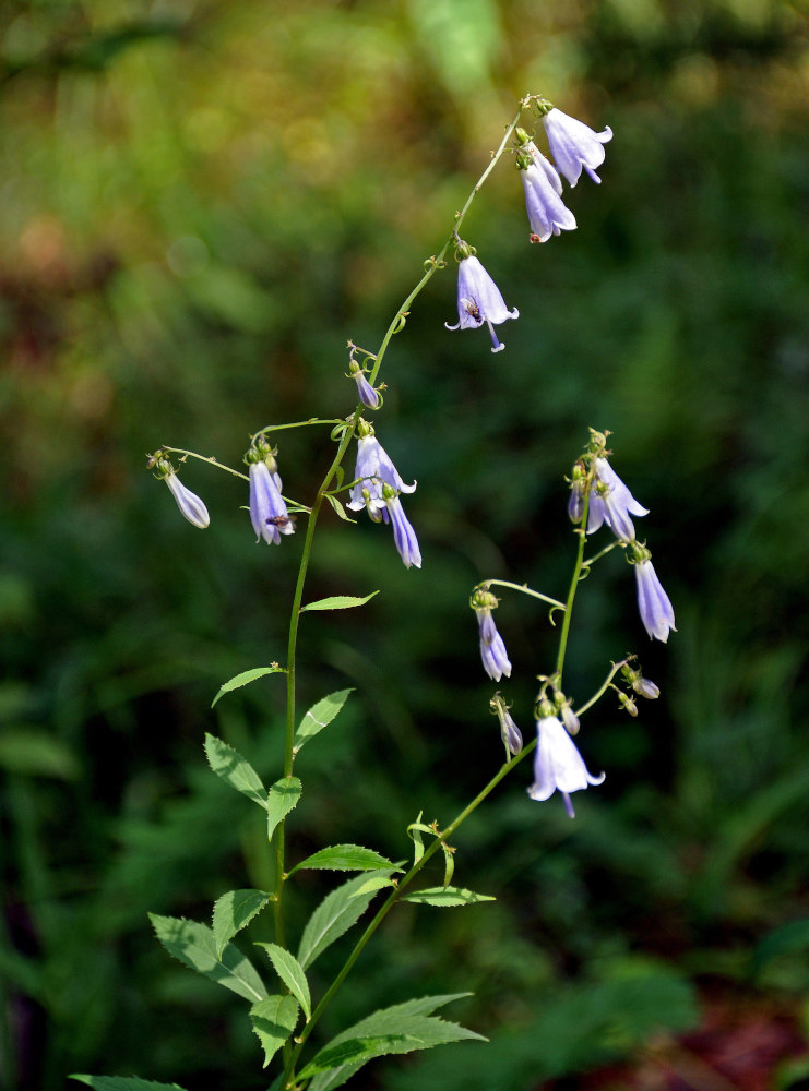 Image of Adenophora liliifolia specimen.