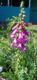 Digitalis purpurea