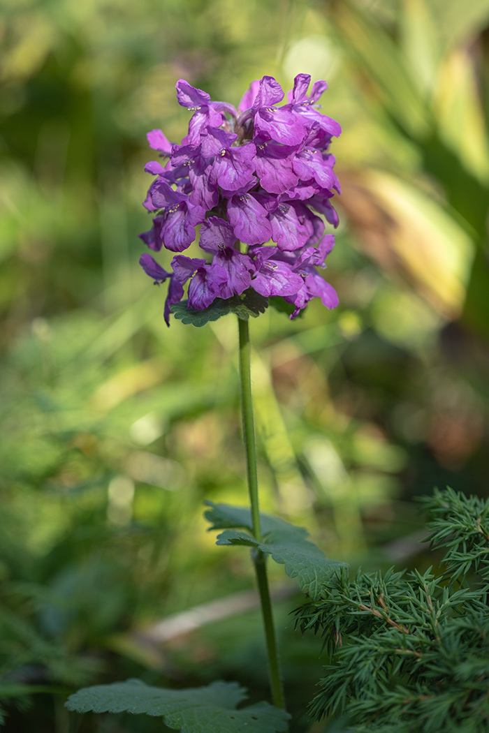 Изображение особи Betonica macrantha.