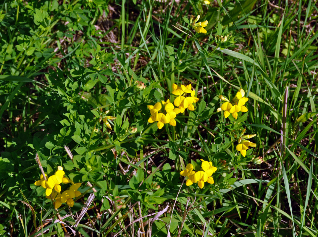 Image of Lotus corniculatus specimen.