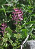 Fumaria officinalis