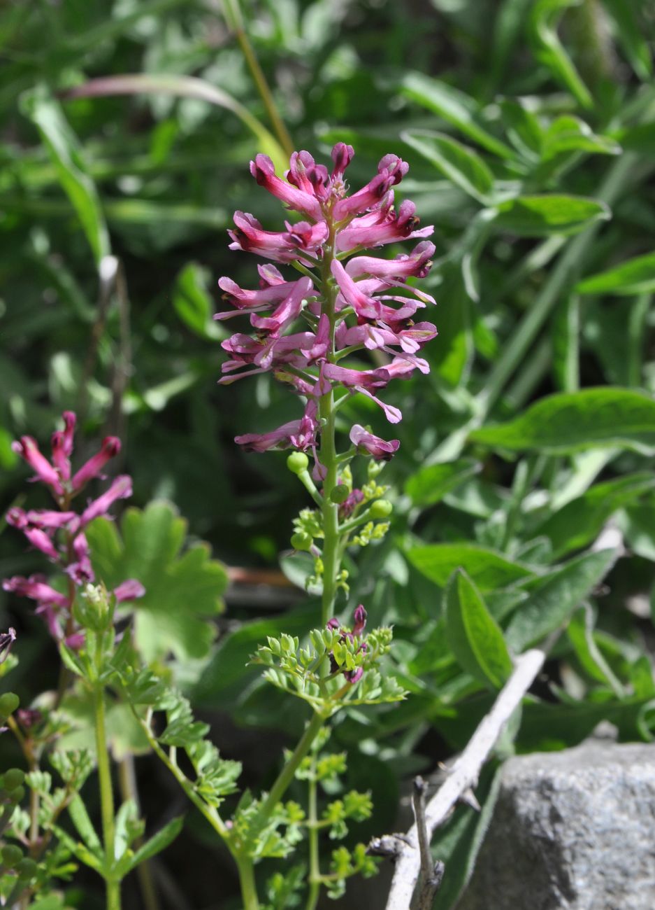 Изображение особи Fumaria officinalis.