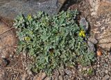 Odontarrhena obovata