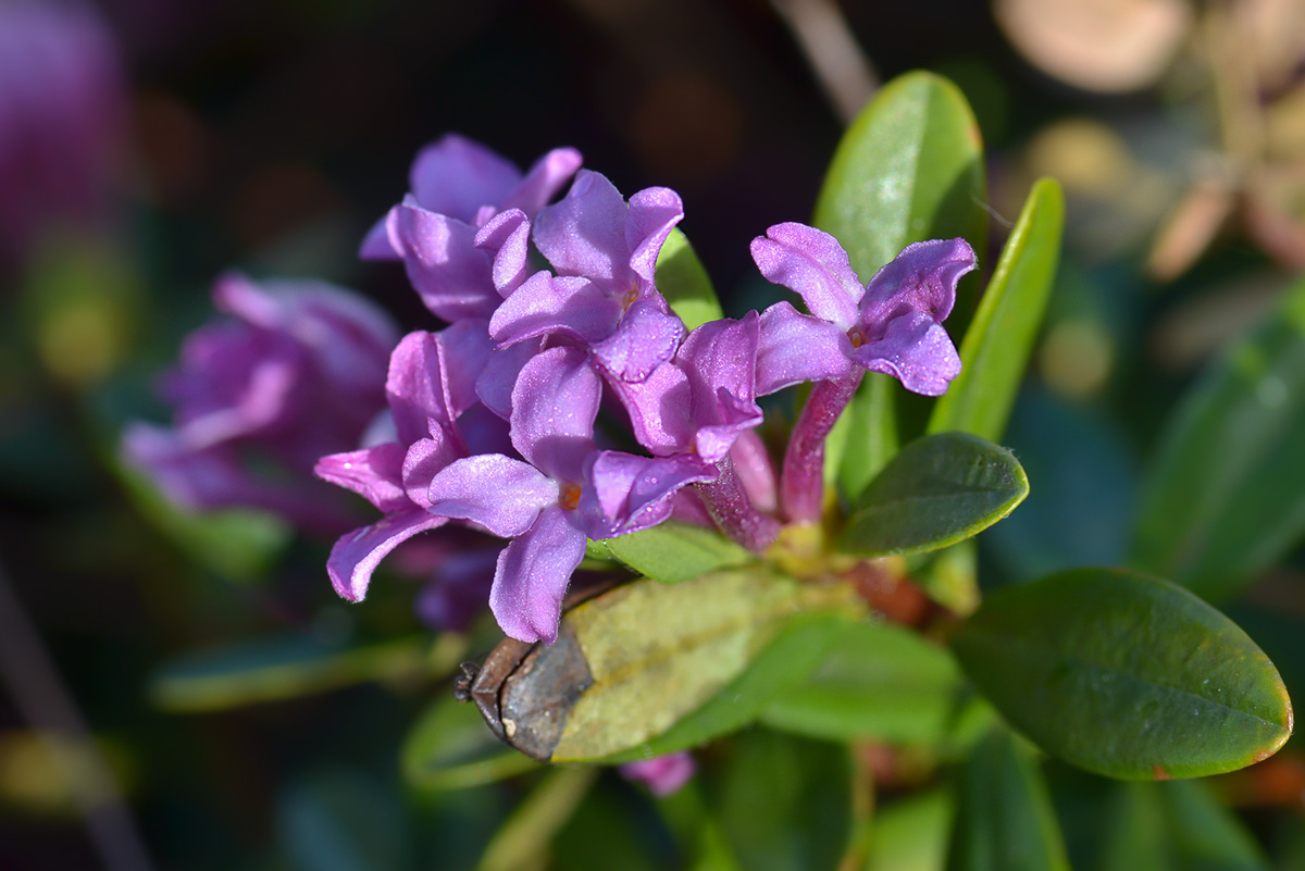 Изображение особи Daphne circassica.