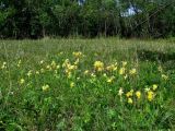 Primula macrocalyx. Цветущие растения. Иркутская обл, Слюдянский р-н, окр. пос. Култук, долина р. Култучная, луг. 13.06.2019.