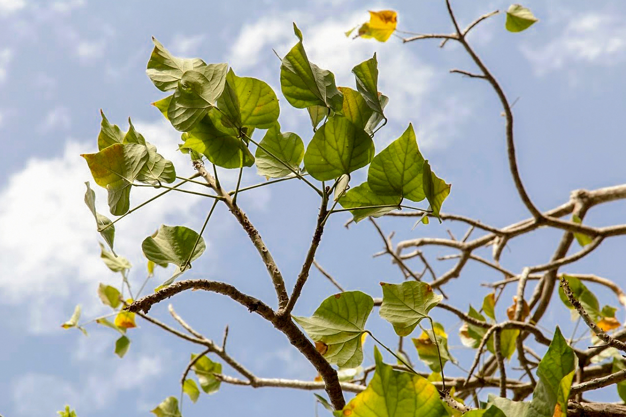 Image of Erythrina corallodendron specimen.