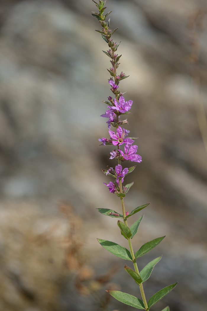 Image of Lythrum intermedium specimen.