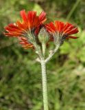 Pilosella aurantiaca