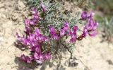 Astragalus subuliformis. Цветущее растение. Краснодарский край, г. Новороссийск, берег Суджукской лагуны, крутой глинистый склон. 17.05.2019.