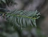 род Taxus. Побег. Великобритания, Англия, парк \"Landscape Garden\". 21.01.2019.