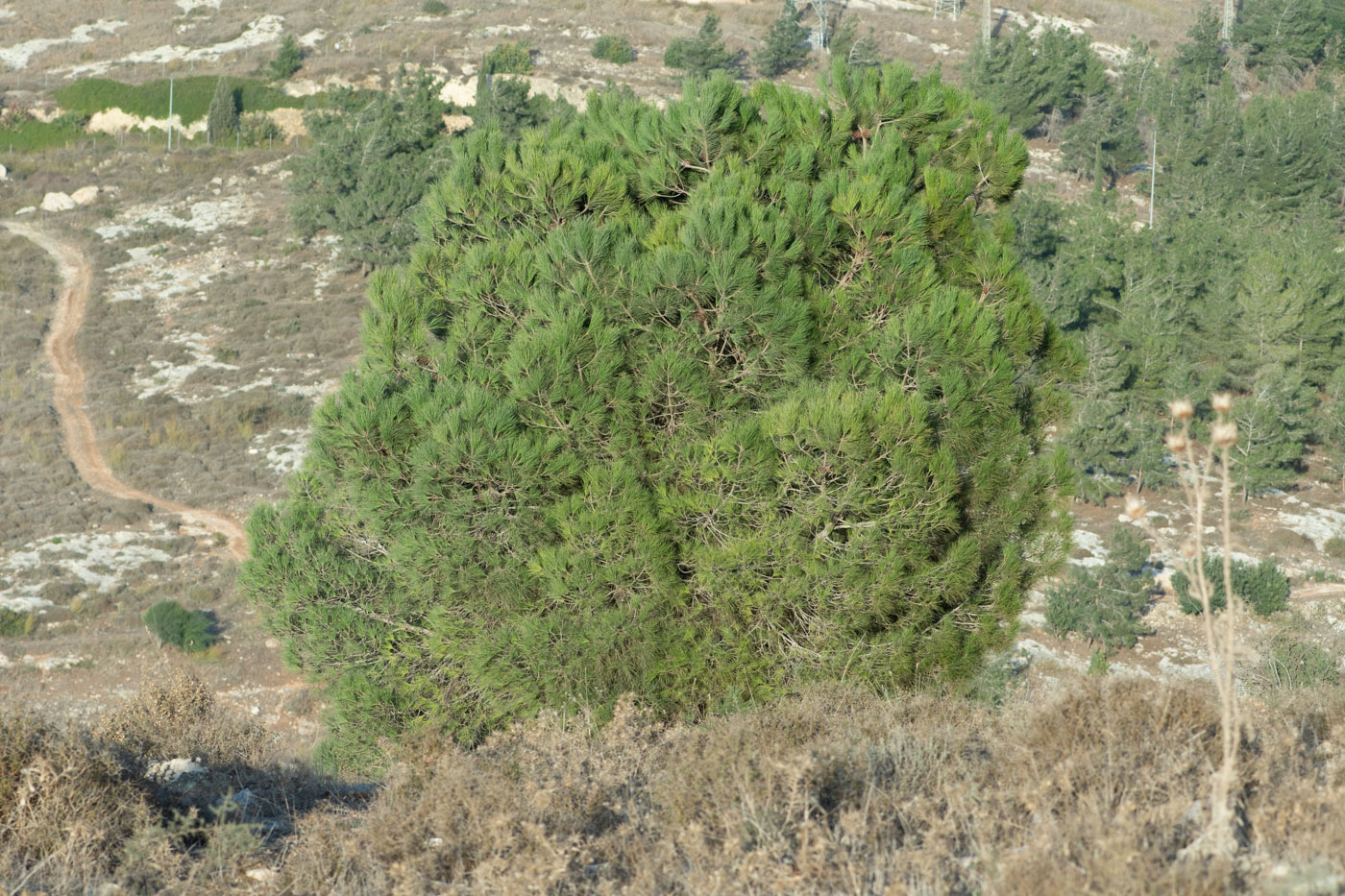 Image of Pinus pinea specimen.