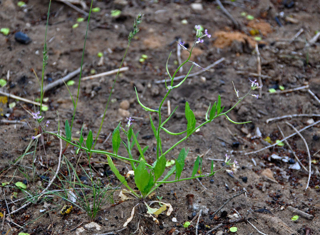 Image of Chorispora tenella specimen.