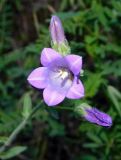 Campanula praealta