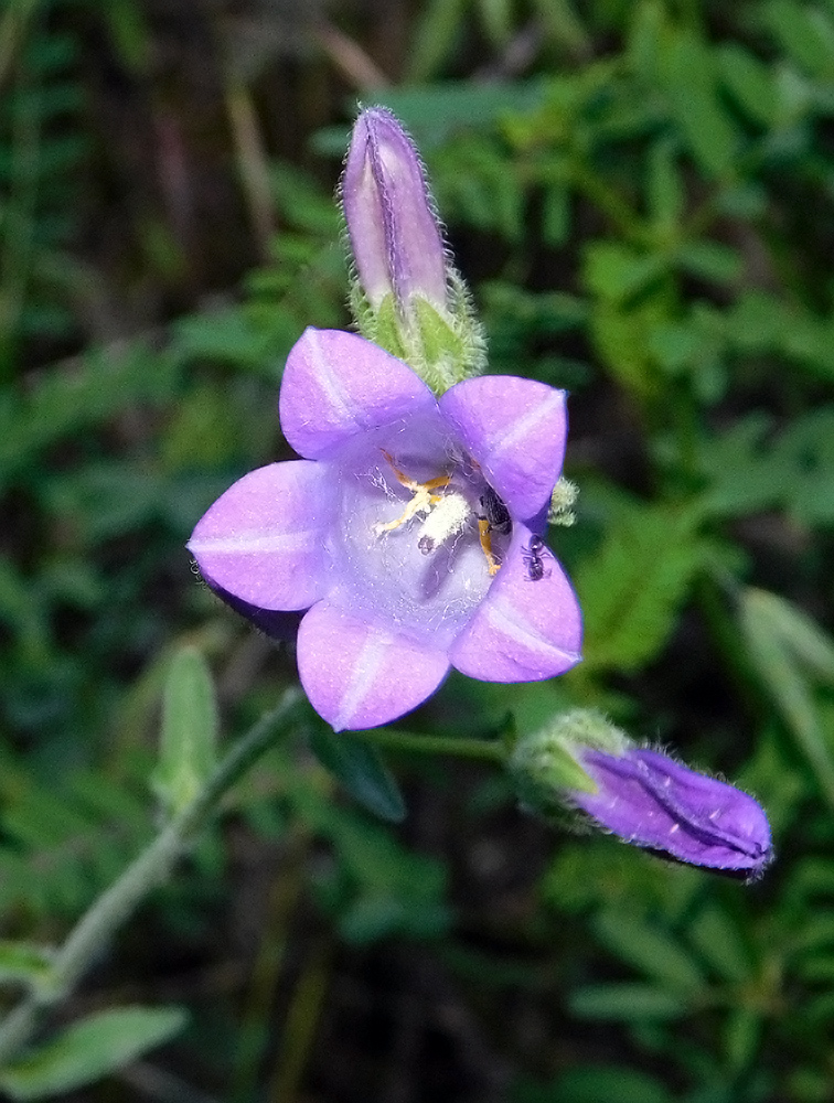 Изображение особи Campanula praealta.