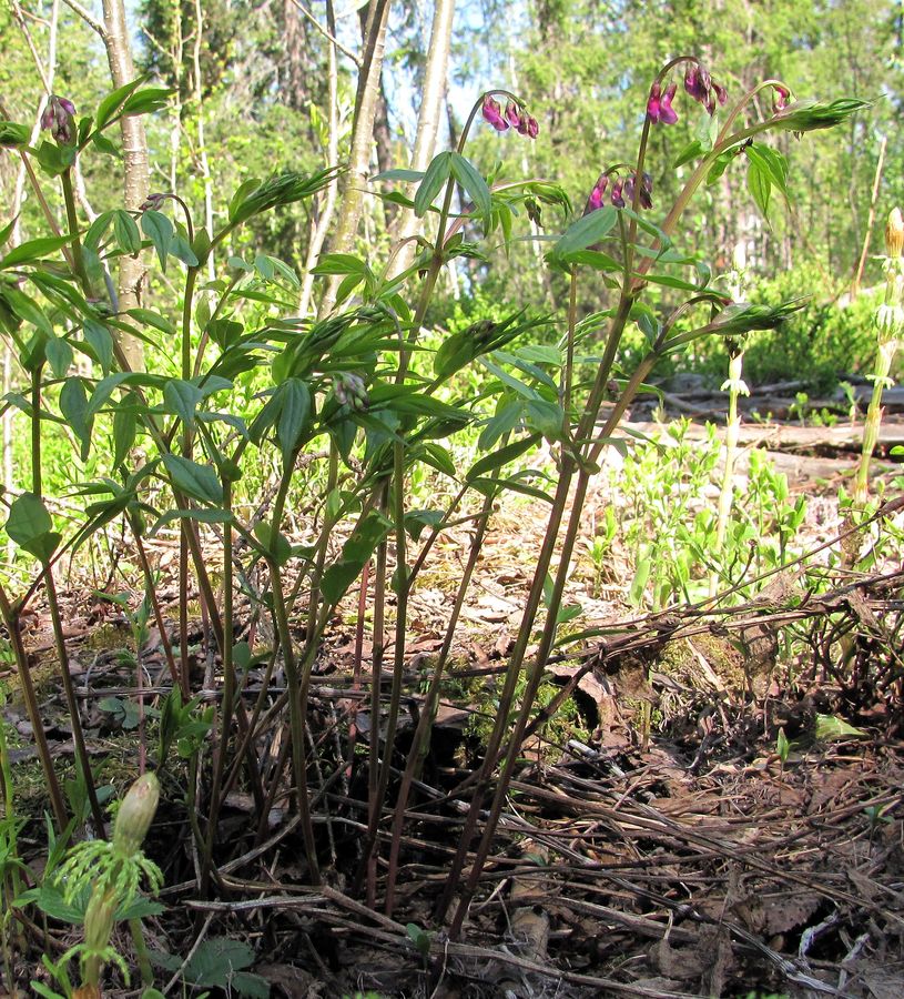 Image of Lathyrus vernus specimen.