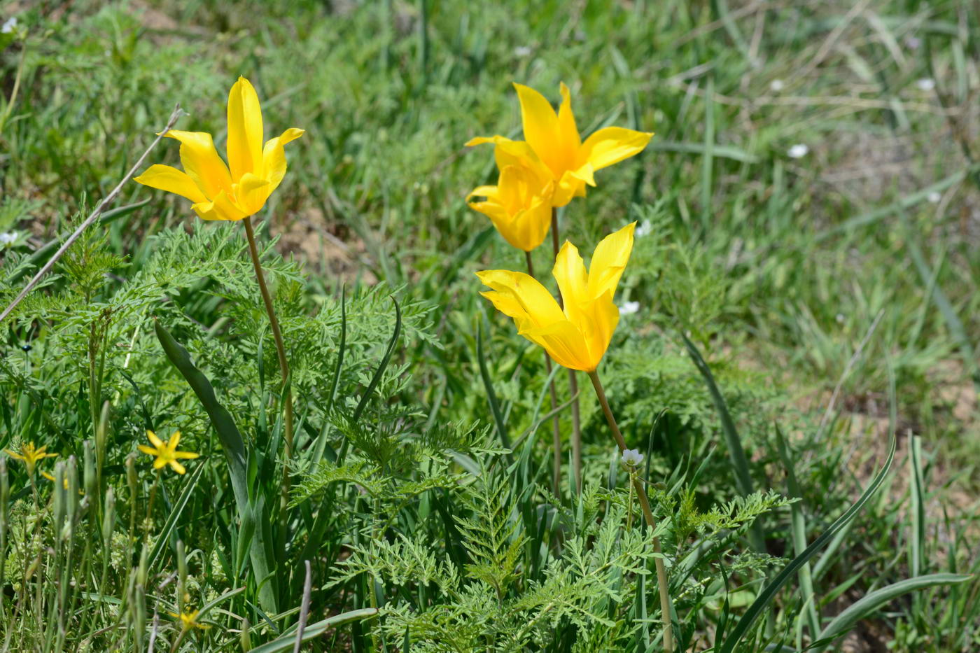 Изображение особи Tulipa kolpakowskiana.