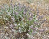 Stachys inflata