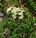 Sorbus aucuparia