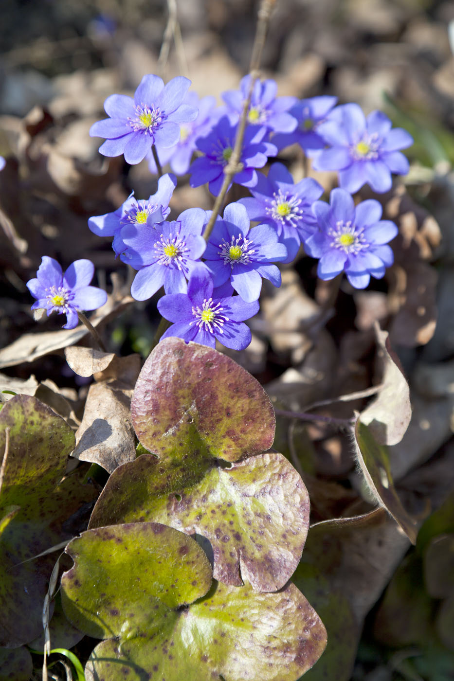 Image of Hepatica nobilis specimen.