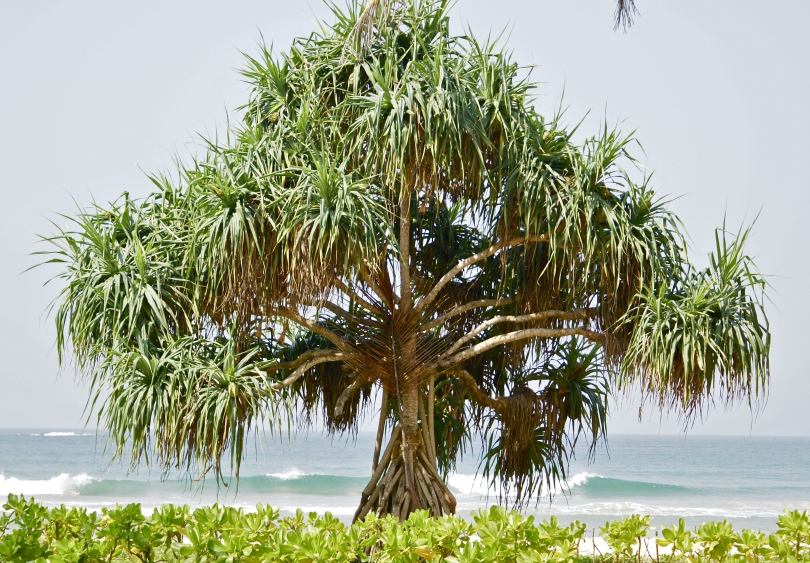 Image of genus Pandanus specimen.