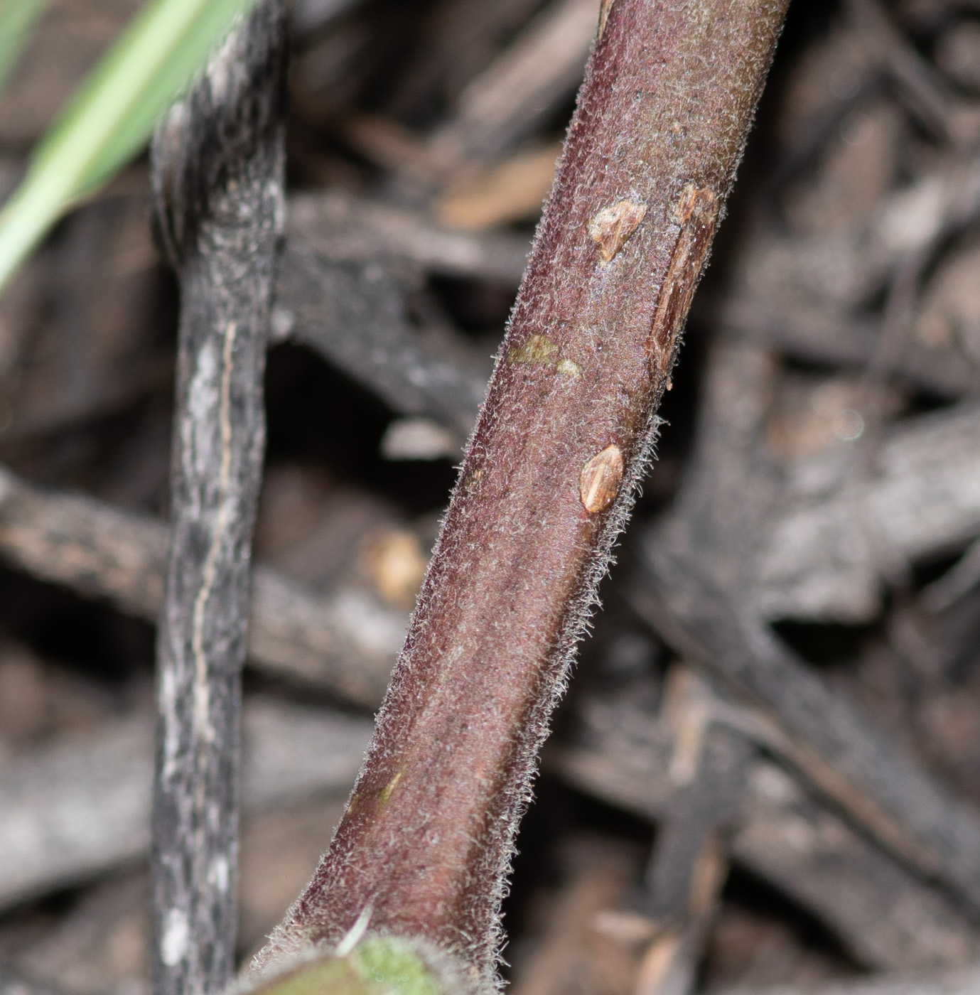 Image of Cyphostemma congestum specimen.