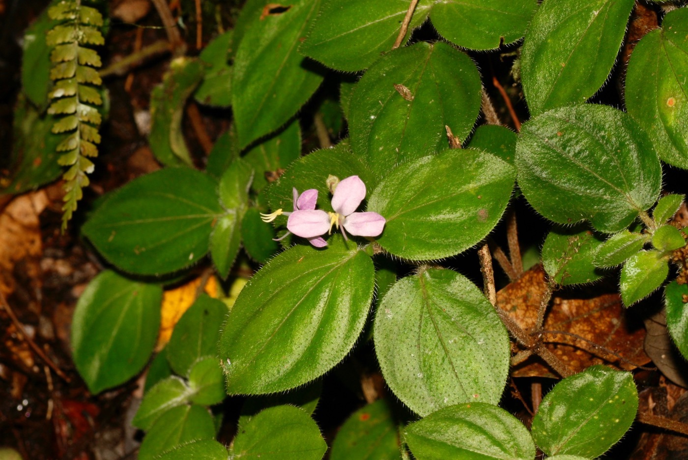 Image of Sonerila rudis specimen.