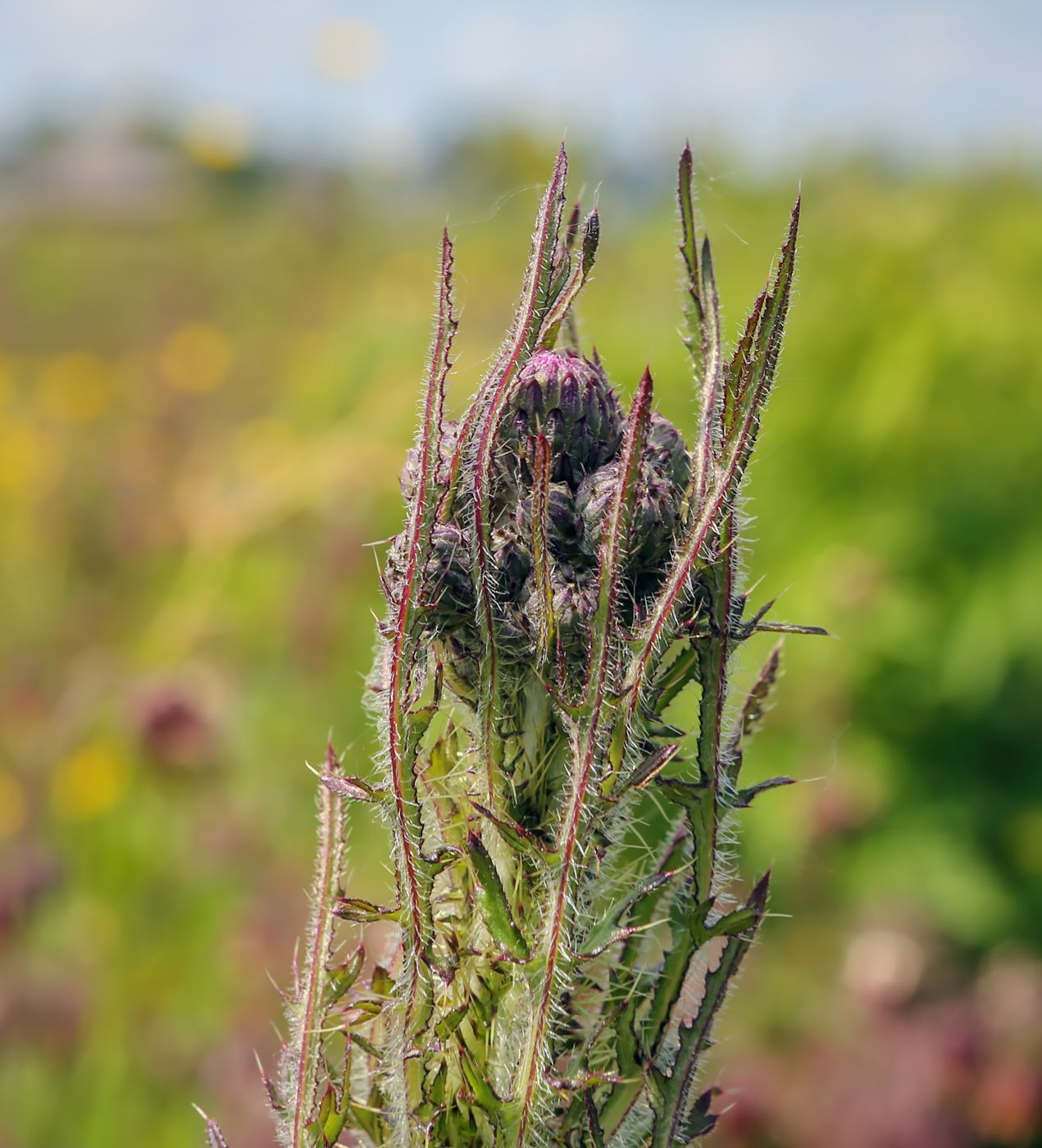 Изображение особи Cirsium palustre.