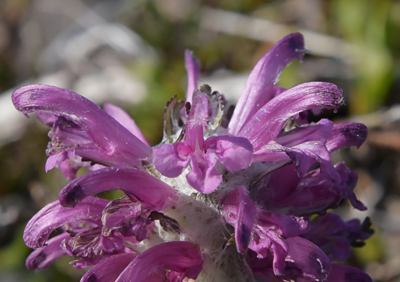 Image of Pedicularis alopecuroides specimen.