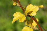 Physocarpus opulifolius. Часть веточки с молодыми листьями (желтолистный культивар). Ленинградская обл., пос. Дубки, в культуре. 24.05.2020.