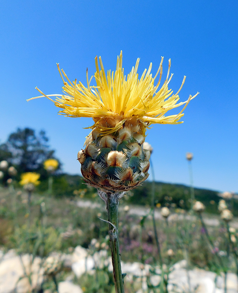 Image of Centaurea orientalis specimen.