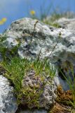 Gypsophila tenuifolia