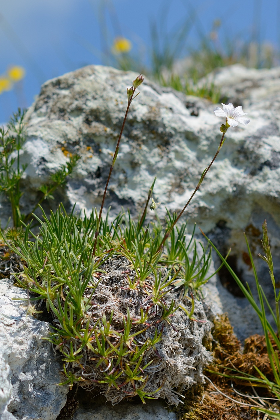 Image of Gypsophila tenuifolia specimen.