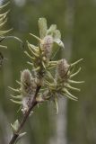 Salix myrtilloides