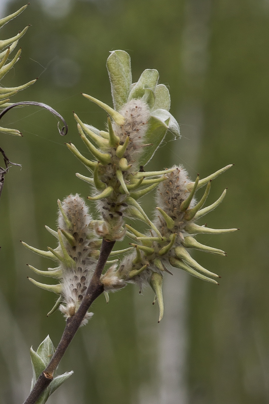 Image of Salix myrtilloides specimen.