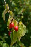 Cornus mas. Веточка с плодами. Краснодарский край, Лазаревский р-н, окр. с. Ордынка, 160 м н.у.м., граница леса. 19.07.2020.