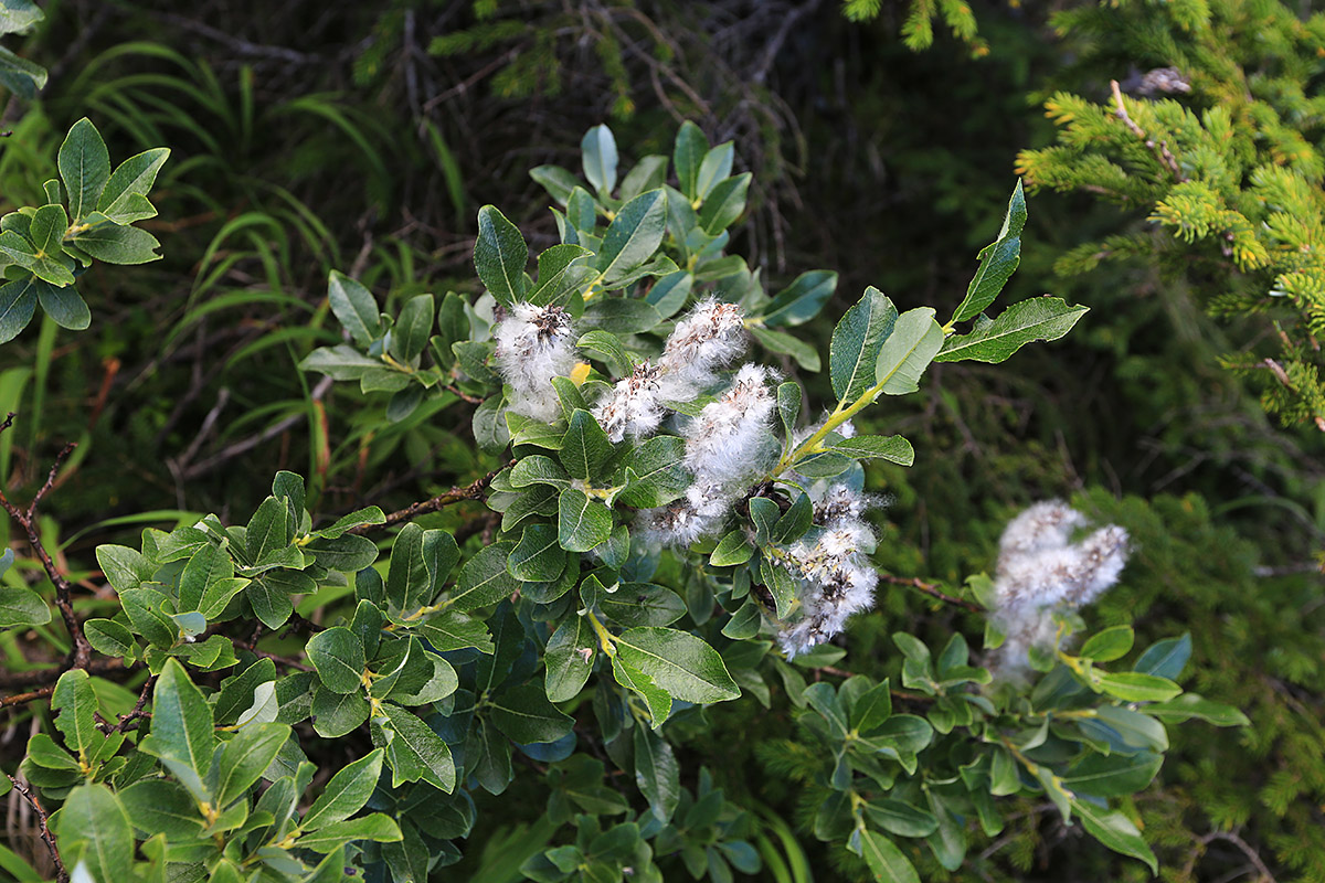 Изображение особи Salix woroschilovii.