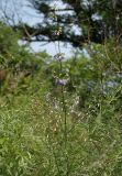 Adenophora verticillata. Верхушка цветущего растения на старой залежи. Приморский край, Ольгинский р-н, окр. с. Милоградово. 11.08.2009.