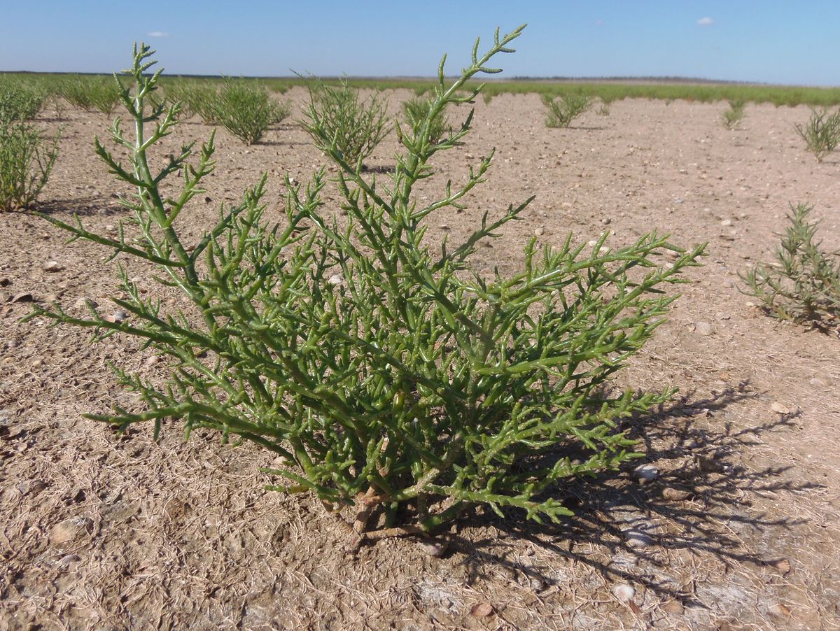 Изображение особи Salicornia perennans.