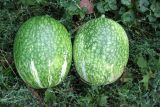 Cucurbita ficifolia