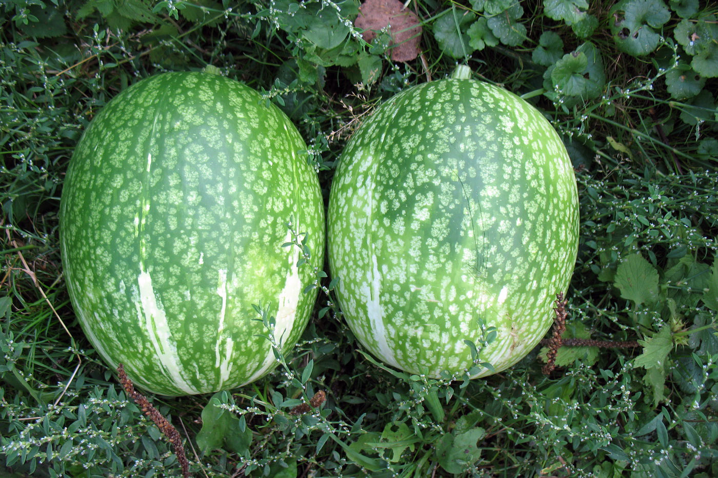 Image of Cucurbita ficifolia specimen.