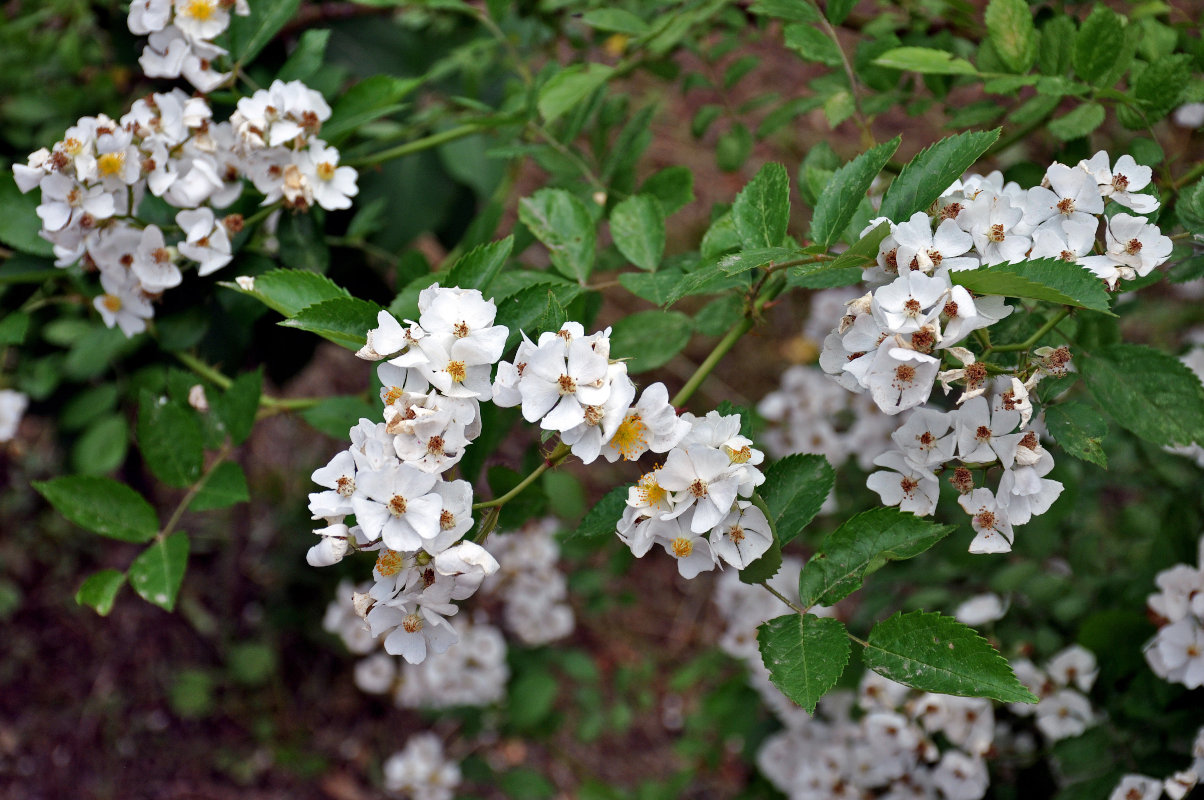 Image of Rosa multiflora specimen.