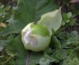 Physalis angulata