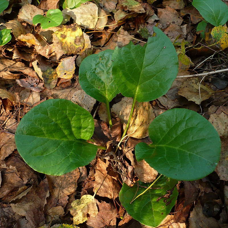 Image of Pyrola rotundifolia specimen.