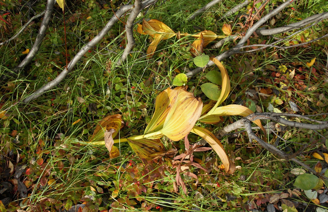Image of Veratrum lobelianum specimen.